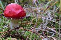 Amanita muscaria image