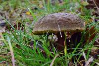 Boletus chrysenteron image