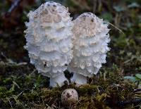 Coprinus comatus image