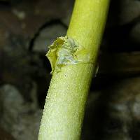 Amanita flavoconia image