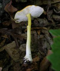 Amanita flavoconia image