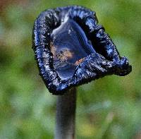 Coprinus comatus image