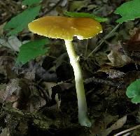 Amanita flavoconia image