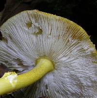 Amanita flavoconia image