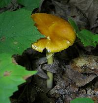 Amanita flavoconia image