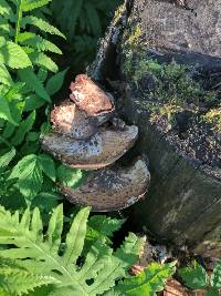 Polyporus squamosus image