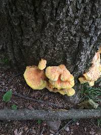 Laetiporus sulphureus image