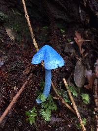 Entoloma hochstetteri image