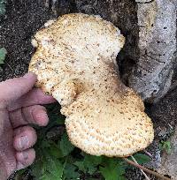 Polyporus squamosus image