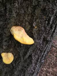 Laetiporus sulphureus image