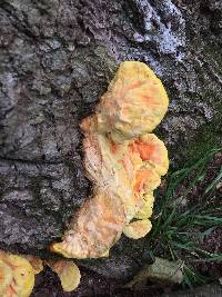 Laetiporus sulphureus image