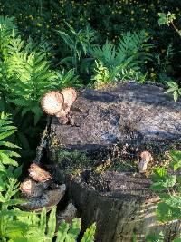 Polyporus squamosus image