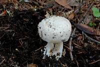 Agaricus xanthodermus image