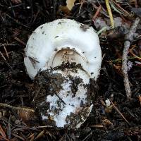 Agaricus xanthodermus image