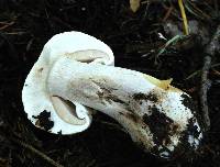 Agaricus xanthodermus image