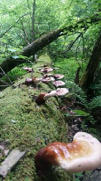 Ganoderma tsugae image