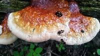 Ganoderma tsugae image