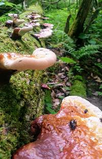 Ganoderma tsugae image