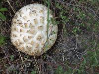 Neolentinus ponderosus image