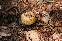 Agaricus augustus image