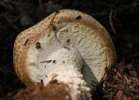 Agaricus augustus image