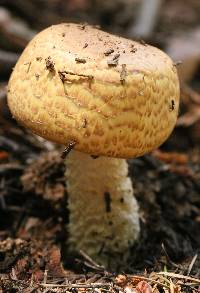 Agaricus augustus image