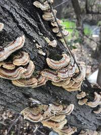 Trametes versicolor image