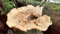 Polyporus squamosus image