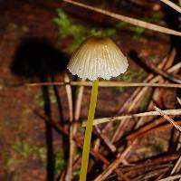 Mycena epipterygia image