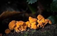 Favolaschia calocera image