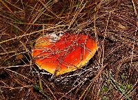 Amanita muscaria image