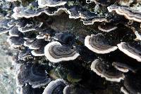 Trametes versicolor image