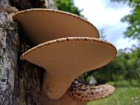 Polyporus squamosus image