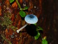 Mycena interrupta image