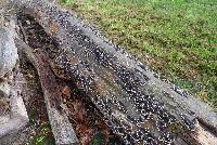 Trametes versicolor image