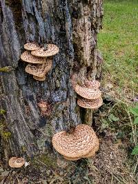 Polyporus squamosus image