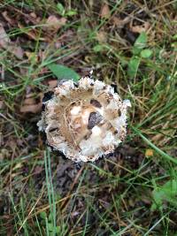 Coprinus comatus image