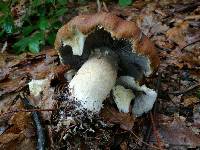 Stropharia rugosoannulata image