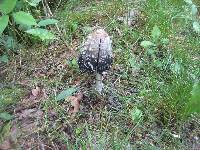 Coprinus comatus image