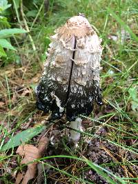 Coprinus comatus image