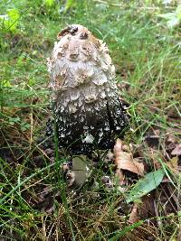 Coprinus comatus image