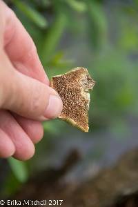 Trichaptum biforme image