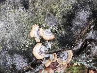 Trametes versicolor image