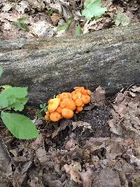 Mycena leaiana image