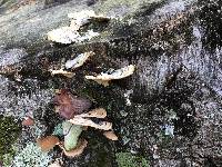 Trametes versicolor image