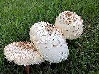 Chlorophyllum molybdites image