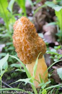 Morchella americana image