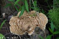 Polyporus squamosus image