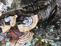 Trametes versicolor image