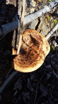 Polyporus squamosus image